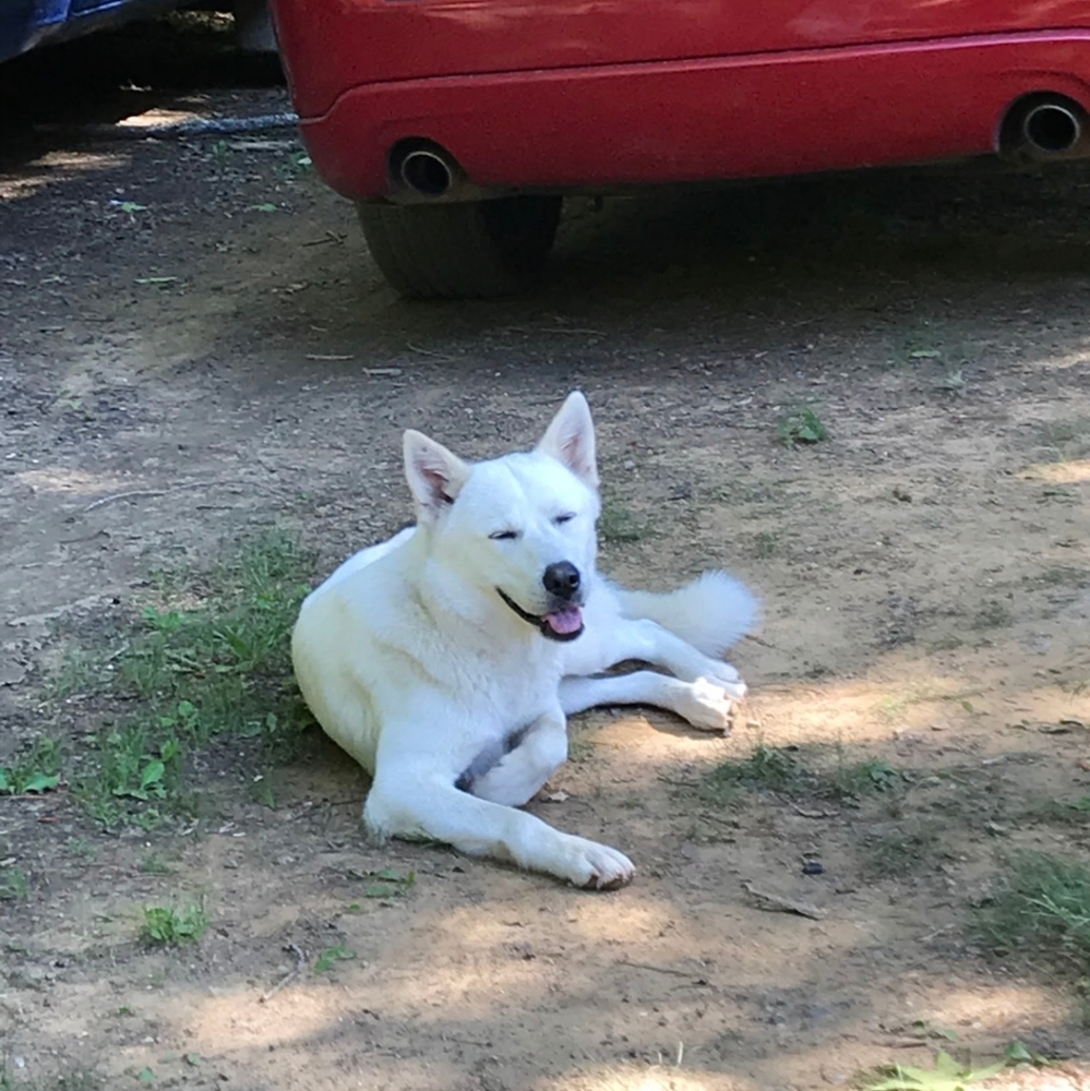 FUR BABIES NEED YOUR HELP! - Picture 6 of 16